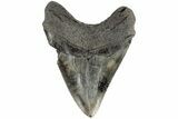 Fossil Megalodon Tooth - South Carolina #170589-2